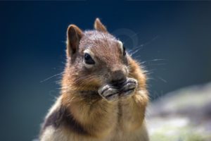 Chipmunk Eating Close-Up - Steve Jansen Photography
