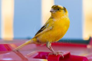 Yellow Canary on Wheely Bin - Steve Jansen Photography